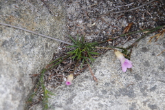 Oxalis polyphylla pentaphylla