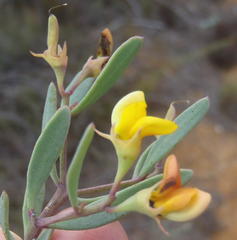 Rafnia capensis capensis