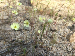 Hesperomecon linearis