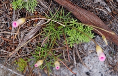 Oxalis polyphylla pentaphylla