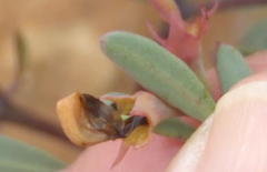 Rafnia capensis capensis