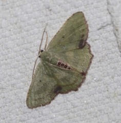 Metallochlora lineata