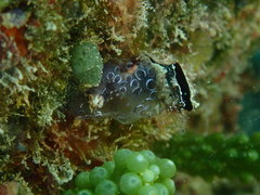 Clavelina picta