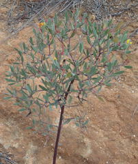 Rafnia capensis capensis