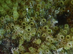 Clavelina