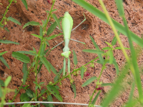 Sonoran Tiger Mantis