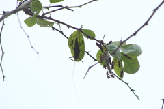 Ancistrocercus circumdatus