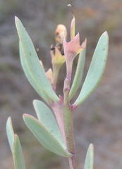 Rafnia capensis capensis