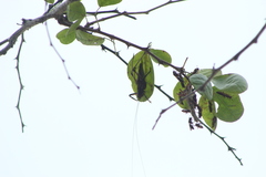 Ancistrocercus circumdatus