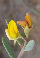 Rafnia capensis capensis