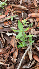 Richardia grandiflora