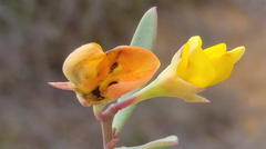 Rafnia capensis capensis