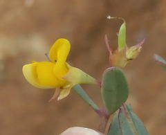 Rafnia capensis capensis