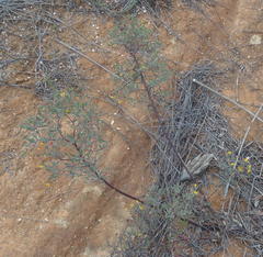 Rafnia capensis capensis