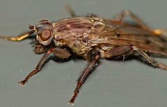 Maorimyia bipunctata