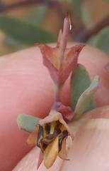 Rafnia capensis capensis