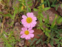 Tridax bicolor