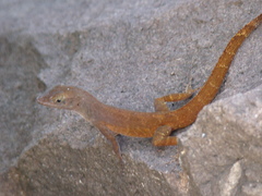 Anolis luciae