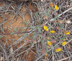 Rafnia capensis capensis