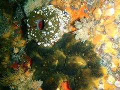 Bunodactis reynaudi