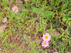 Tridax bicolor