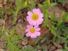 Tridax bicolor