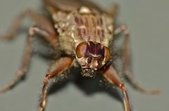 Maorimyia bipunctata