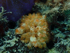 Clavelina