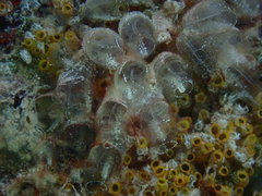 Ecteinascidia turbinata