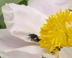 Glycyphana fulvistemma