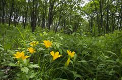 Hemerocallis middendorffii