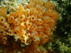 Ecteinascidia turbinata