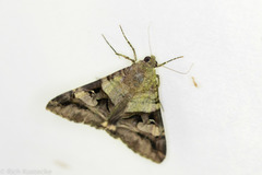 Melipotis perpendicularis