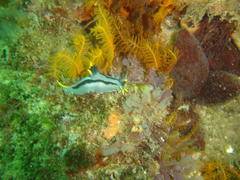 Polycera capensis