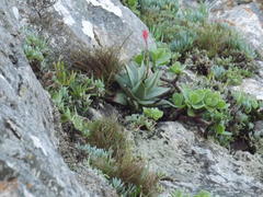 Aloe succotrina
