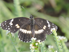 Chlosyne lacinia crocale