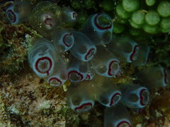 Clavelina picta