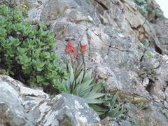 Aloe succotrina