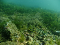 Serranus tigrinus