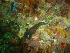Tambja capensis