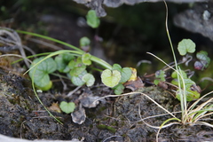 Centella eriantha