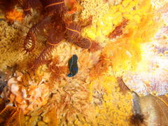Tambja capensis
