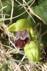 Ophrys vasconica