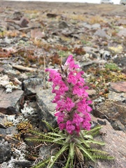 Pedicularis lanata