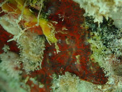 Mycale microsigmatosa