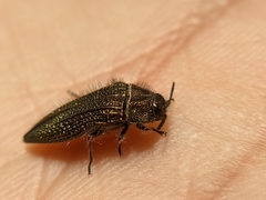 Acmaeodera cuprina