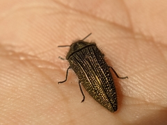 Acmaeodera cuprina