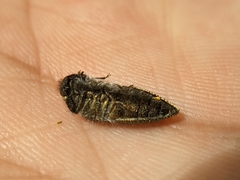 Acmaeodera cuprina