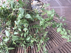 Solanum dulcamara