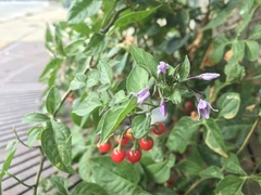 Solanum dulcamara